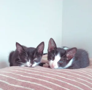 Gato raça  idade 2 a 6 meses nome sem nome