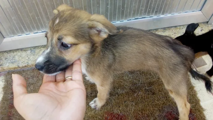Cachorro raça SRD idade 2 a 6 meses nome Sem nome