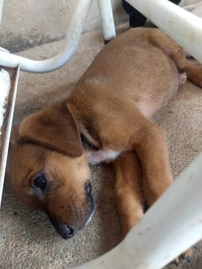 Cachorro ra a S.R.D idade 2 a 6 meses nome Não tem nome