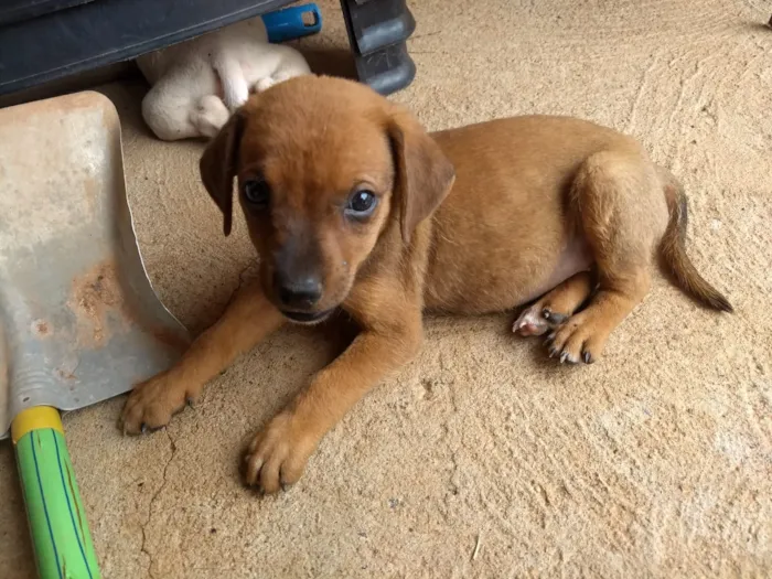 Cachorro ra a S.R.D idade 2 a 6 meses nome Não tem nome