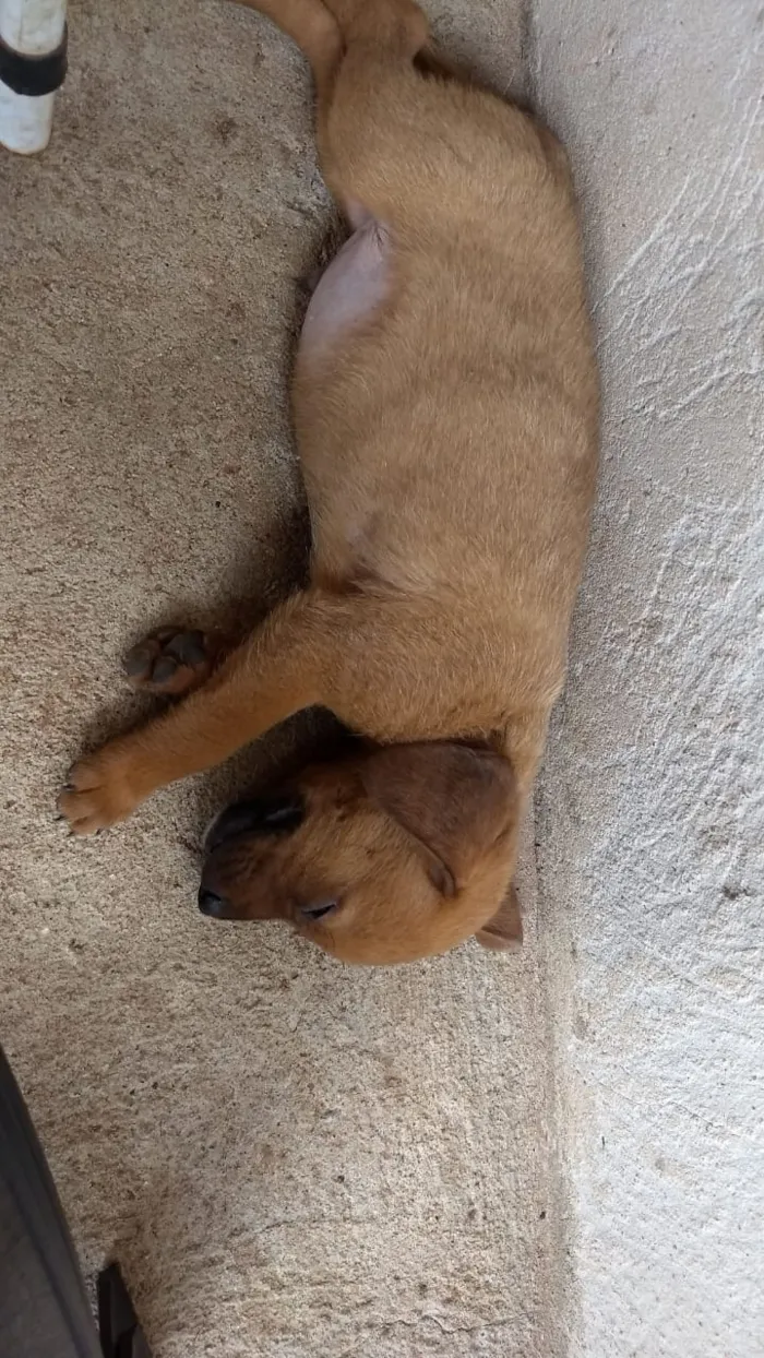 Cachorro ra a S.R.D idade 2 a 6 meses nome Não tem nome
