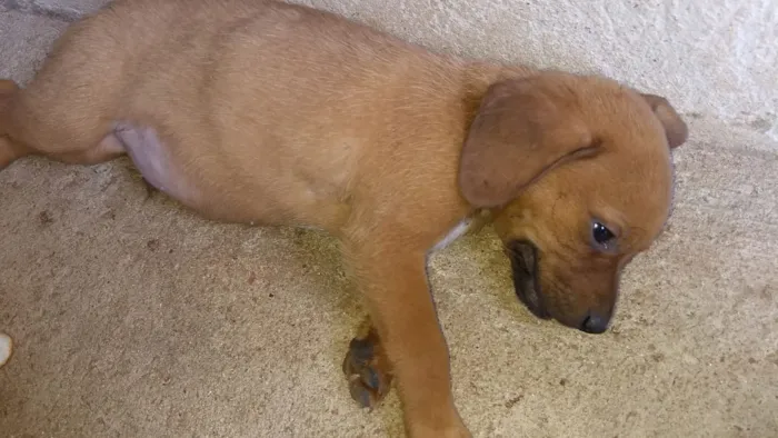 Cachorro ra a S.R.D idade 2 a 6 meses nome Não tem nome