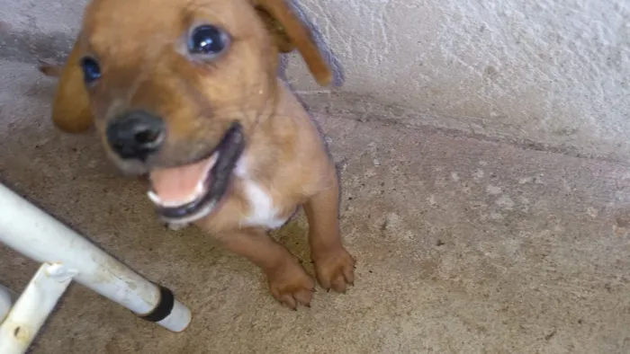 Cachorro ra a S.R.D idade 2 a 6 meses nome Não tem nome
