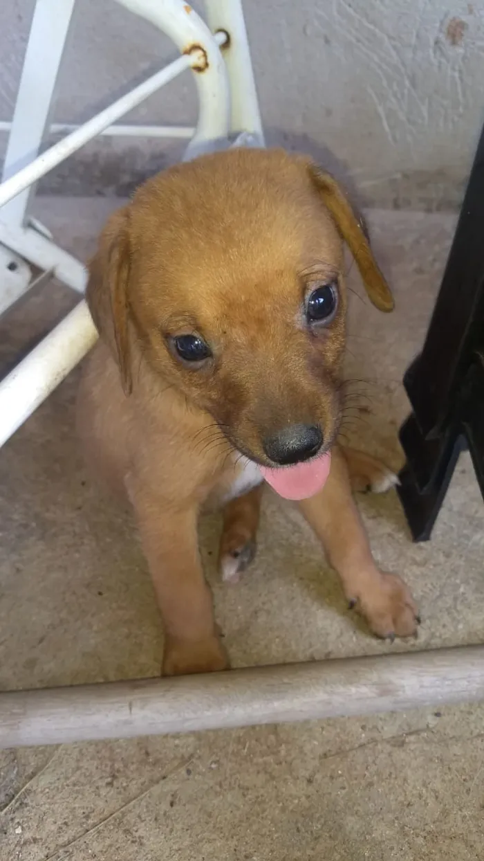 Cachorro ra a S.R.D idade 2 a 6 meses nome Não tem nome