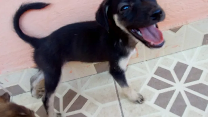 Cachorro raça SRD idade 2 a 6 meses nome Sem nome