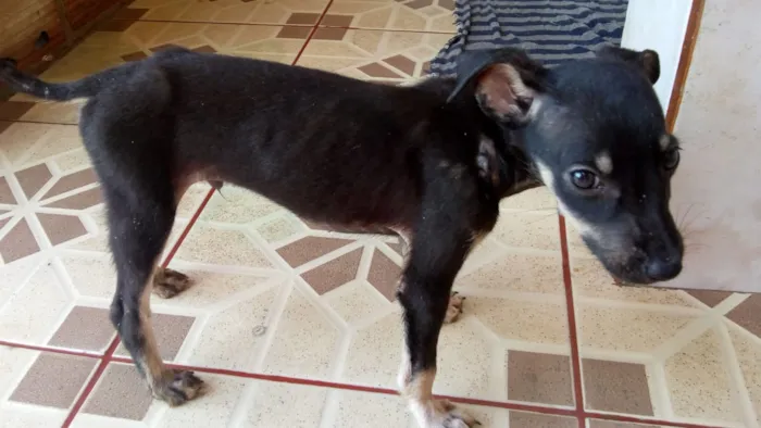 Cachorro raça SRD idade 2 a 6 meses nome Sem nome