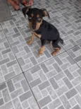 Bob