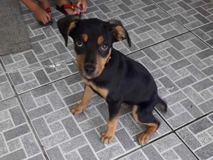 Cachorro ra a Sem raça idade 2 a 6 meses nome Bob