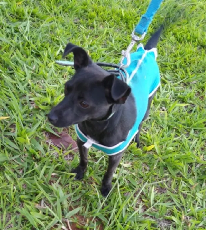 Cachorro ra a SRD idade 1 ano nome Pretinha 