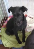 Cacau 