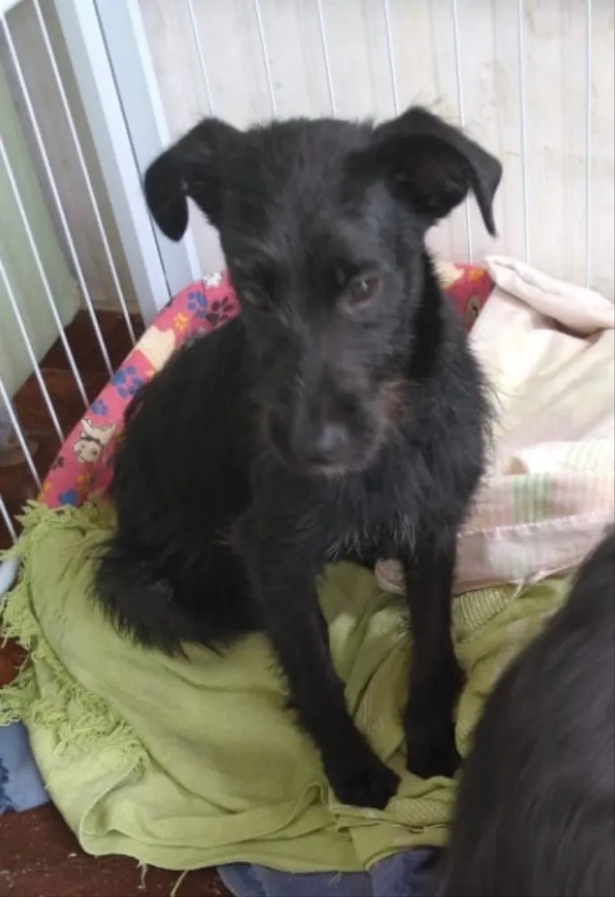 Cachorro ra a Mestiça  idade 2 a 6 meses nome Cacau 