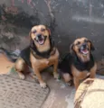 Rex e Finite 