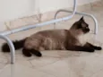 Tom