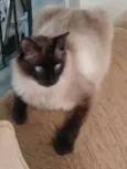 Tom