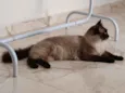 Tom