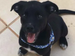 Cachorro raça SrD idade 2 a 6 meses nome Sem nome