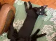 Peludinho, nina,Joca