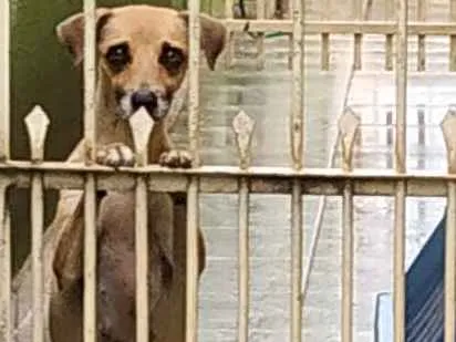 Cachorro ra a Poodle mestiço idade 5 anos nome Queite