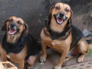 Cachorro raça SRD idade 1 ano nome Rex e Finite 