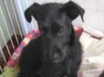 Cacau 