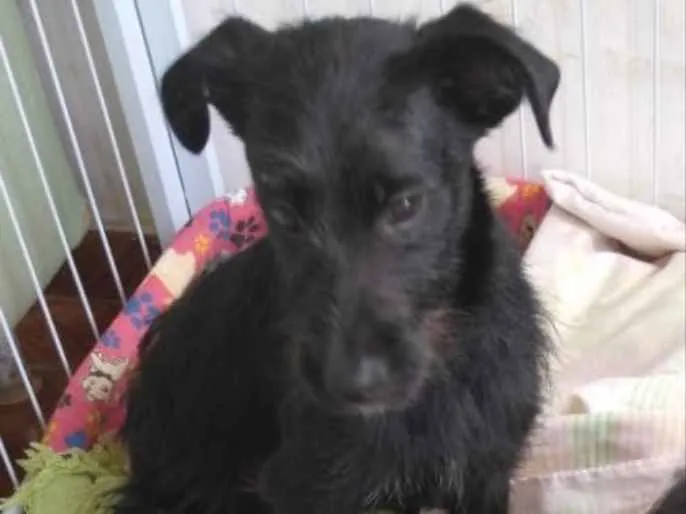Cachorro ra a Mestiça  idade 2 a 6 meses nome Cacau 