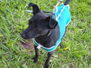 Cachorro raça SRD idade 1 ano nome Pretinha 