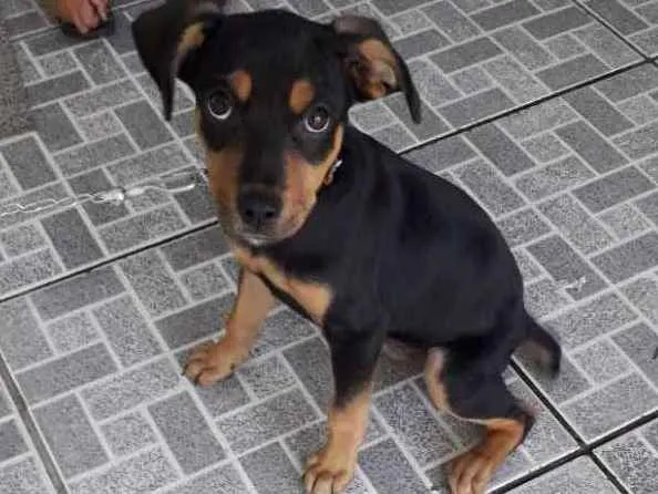 Cachorro ra a Sem raça idade 2 a 6 meses nome Bob