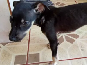 Cachorro raça SRD idade 2 a 6 meses nome Sem nome