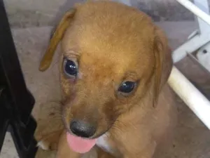 Cachorro raça S.R.D idade 2 a 6 meses nome Não tem nome