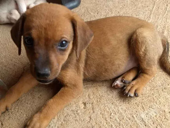 Cachorro ra a S.R.D idade 2 a 6 meses nome Não tem nome
