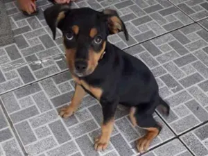 Cachorro raça Sem raça idade 2 a 6 meses nome Boby