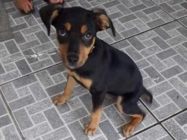 Cachorro ra a Sem raça idade 2 a 6 meses nome Boby