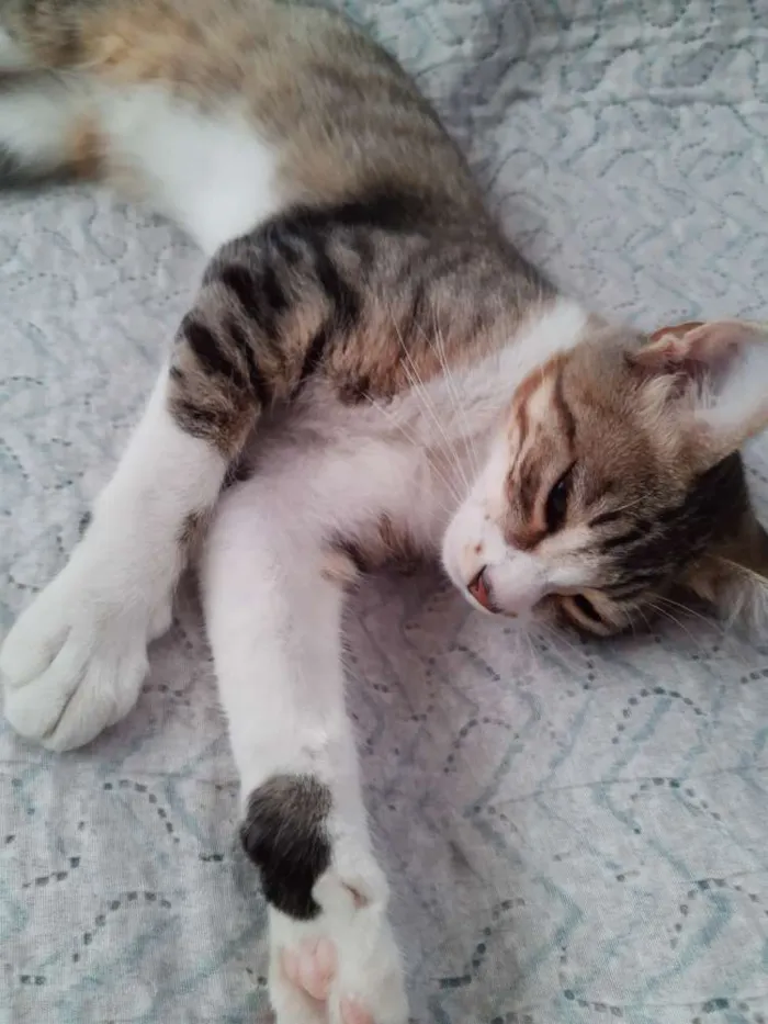 Gato ra a Sem raça definida idade 2 a 6 meses nome Gatinha