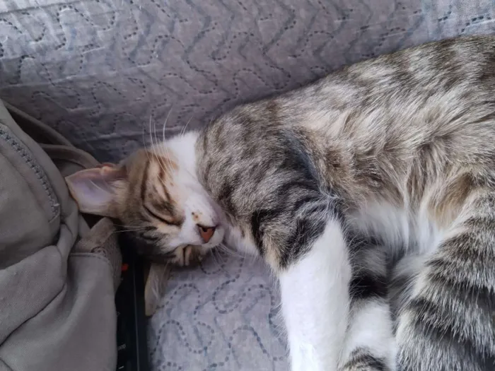 Gato ra a Sem raça definida idade 2 a 6 meses nome Gatinha