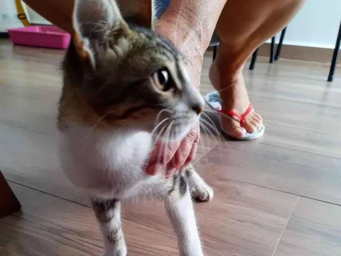 Gato ra a Sem raça definida idade 2 a 6 meses nome Gatinha