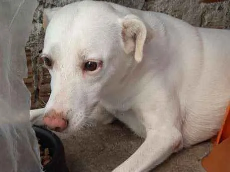 Cachorro ra a Vira lata  idade 4 anos nome Luna 