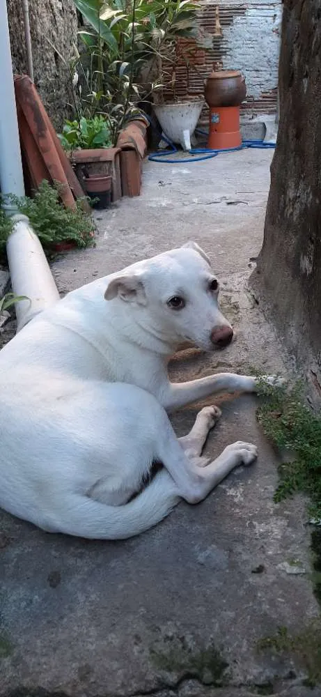 Cachorro ra a Vira lata  idade 4 anos nome Luna 