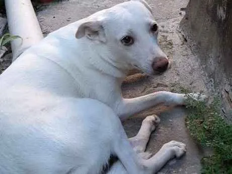 Cachorro ra a Vira lata  idade 4 anos nome Luna 