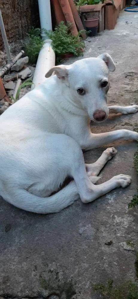 Cachorro ra a Vira lata  idade 4 anos nome Luna 