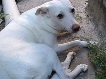 Cachorro ra a Vira lata  idade 4 anos nome Luna 