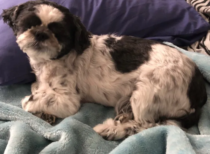 Cachorro ra a Shitszu  idade 6 ou mais anos nome Noel