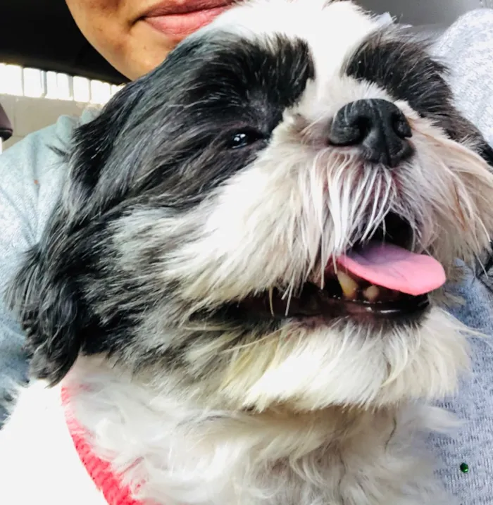 Cachorro ra a Shitszu  idade 6 ou mais anos nome Noel