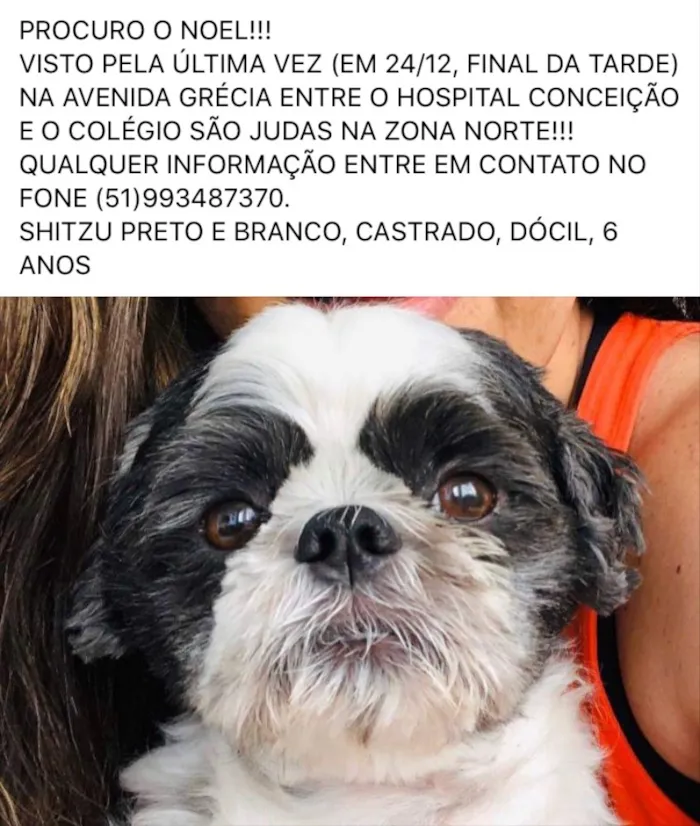 Cachorro ra a Shitszu  idade 6 ou mais anos nome Noel