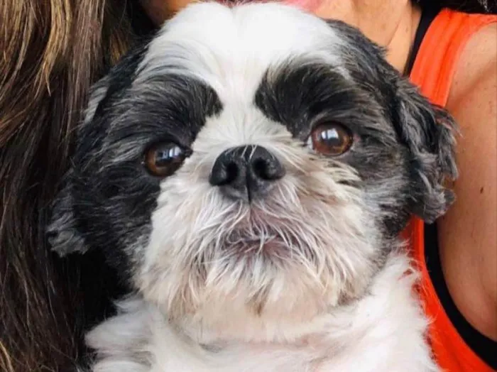 Cachorro ra a Shitszu  idade 6 ou mais anos nome Noel