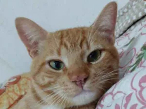 Gato raça SRD idade 1 ano nome Naru