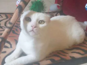 Gato raça SRD idade 3 anos nome Serena