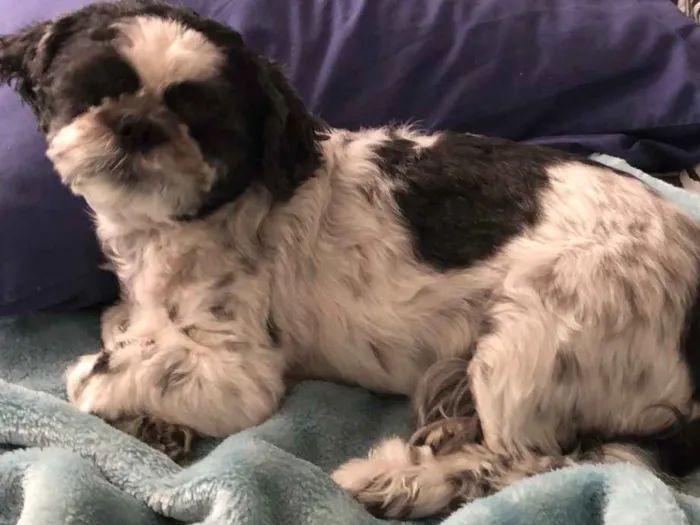 Cachorro ra a Shitszu  idade 6 ou mais anos nome Noel
