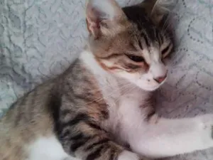 Gato raça Sem raça definida idade 2 a 6 meses nome Gatinha