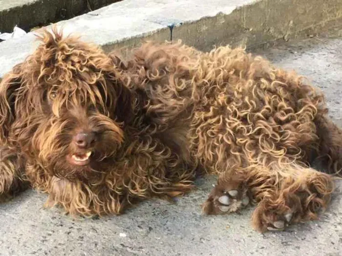 Cachorro ra a Vira lata  idade 3 anos nome Toddynho e menina 