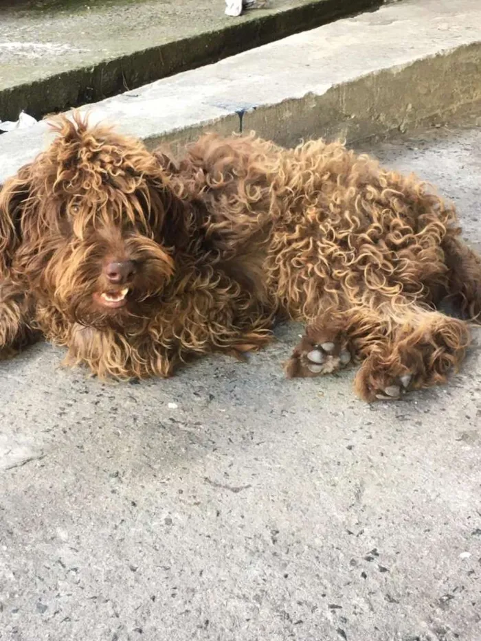 Cachorro ra a Vira lata  idade 7 a 11 meses nome Toddynho 